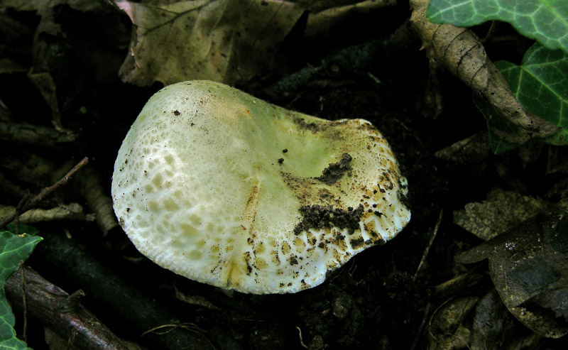 Russula da determinare.